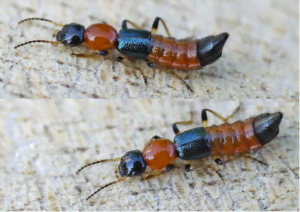 Copy Of New Picture 45 1