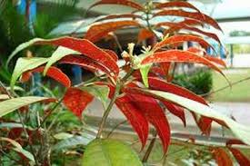 Vi Thuoc Don La Do Hieu Qua Trong Dieu Tri May Day